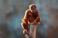 Orang Utan  Junges von Mario Plechaty Photography Miniaturansicht