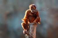 Orang Utan  Junges