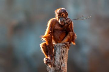 Orang Utan cub by Mario Plechaty Photography