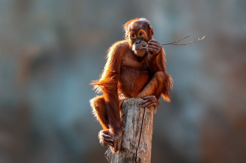 Orang Utan  Junges von Mario Plechaty Photography