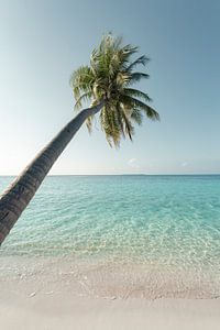 Palme an einem weißen Strand - Malediven | Kunstdruck
