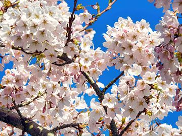 Sakura (Japanse Kersen Bloesem) van Eduard Lamping