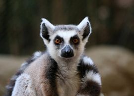 Katta by Matthias Brix