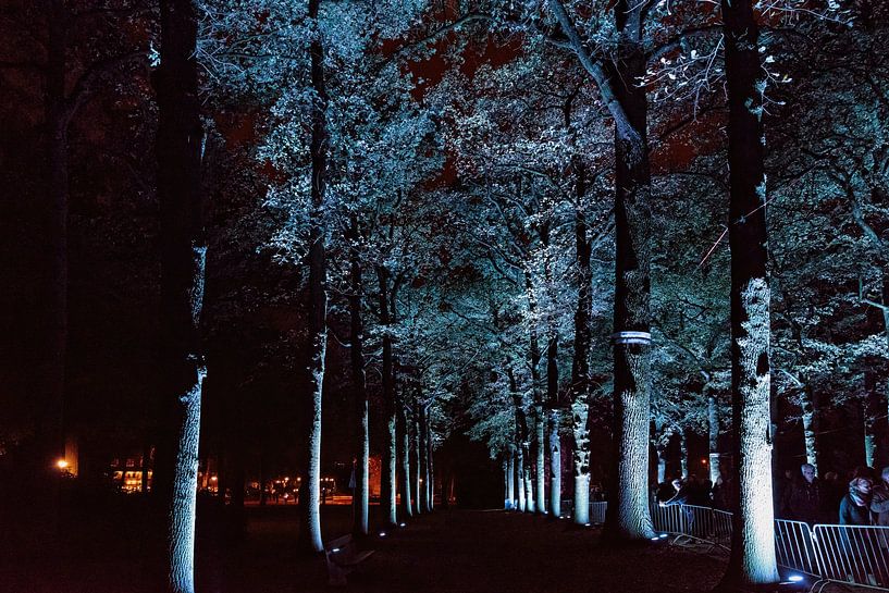 Glow: Mysterious trees by Rob Boon