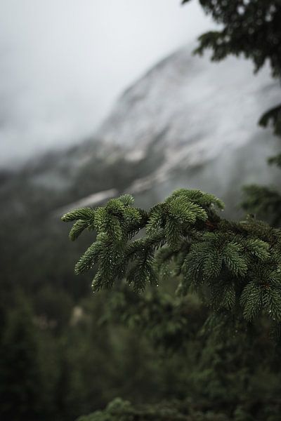 Water drops in a Conifer - 2024 by Enrico Zavaglia