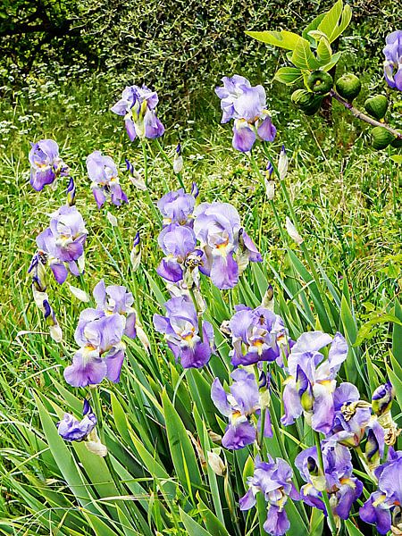 Iris With Fig by Dorothy Berry-Lound