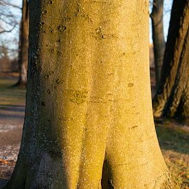 Tronc d'arbre dans la lumière du soir 4 sur Heidemuellerin