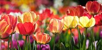 Tulips by Rudy De Maeyer thumbnail