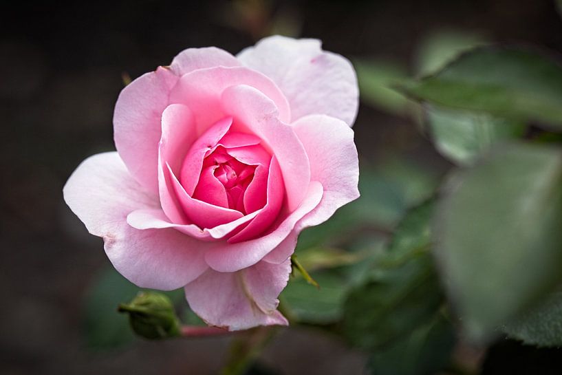 Rose by Rob Boon