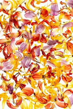 Pétales de tulipe colorés sur Klaartje Majoor