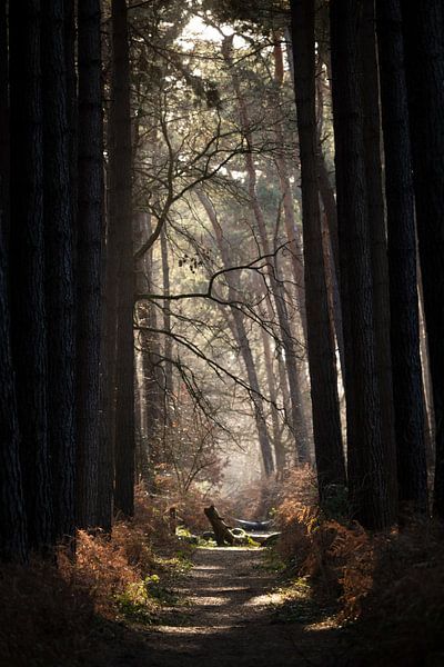 The mystery of the forest in winter by Rene  den Engelsman