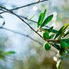 Groene olijven aan tak van Bianca ter Riet