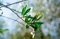 Green olives by Bianca ter Riet thumbnail
