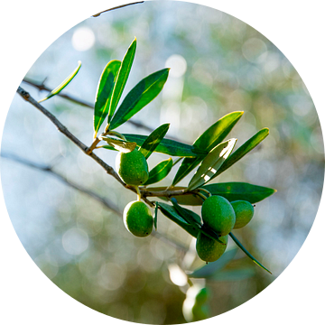 Groene olijven aan tak