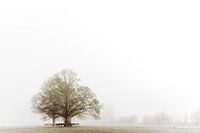 Tree in the Mist