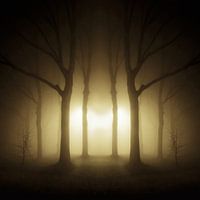 Bäume in dichtem Nebel Groningen