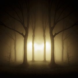 trees in dense fog Groningen