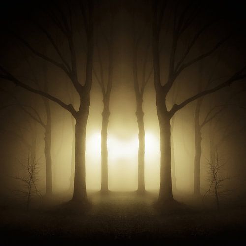 bomen in dichte mist Groningen