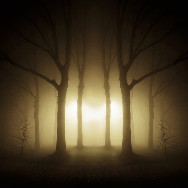 Bäume in dichtem Nebel Groningen von . Groningenart