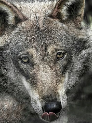 Wolf : biotoop wildpark Anholter Schweiz