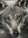 Wolf : biotoop wildpark Anholter Schweiz van Loek Lobel thumbnail