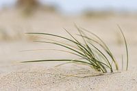 Plumer l'herbe de Marram