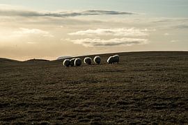 Island Nachmittagslicht von Annelies Martinot