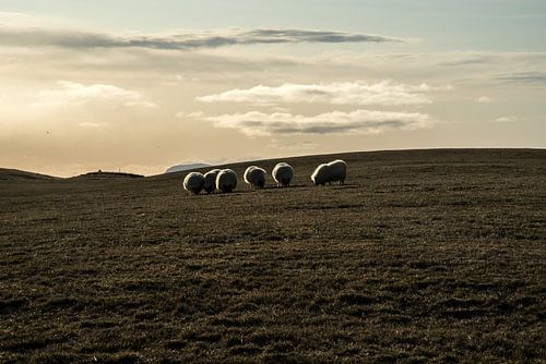 Iceland Afternoon light
