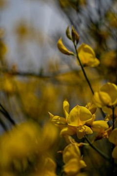 Feel. Smell. Love. by Michelle van Merrienboer