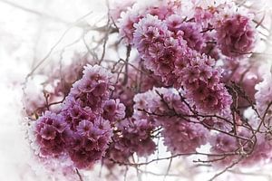 Romantic Cherry Blossom Vintage