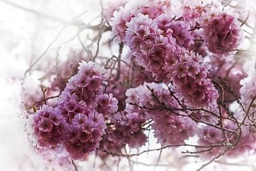 Romantic Cherry Blossom Vintage by marlika art