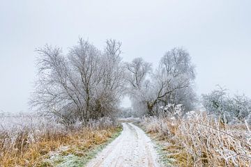 Mistig winter landschap met berijpte bomen en onverharde weg van Chris Stenger