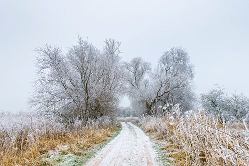 Mistig winter landschap met berijpte bomen en onverharde weg
