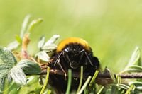 Close up hommel