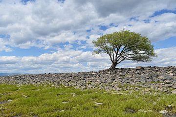 Een eenzame boom aan de oevers van de rivier van Claude Laprise