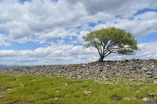 Een eenzame boom aan de oevers van de rivier