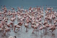 Flamingo's van Daisy Janssens thumbnail