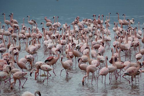Flamingo's