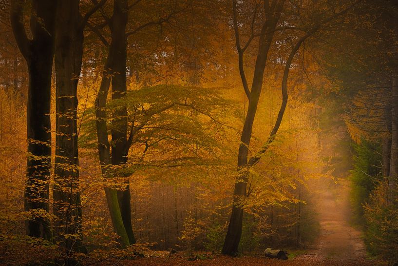 Lever de soleil dans la forêt par Andy Luberti