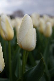 Witten tulp met regendruppels