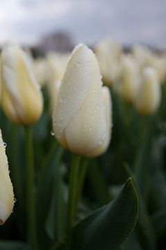 Witten tulp met regendruppels van Monique Hassink