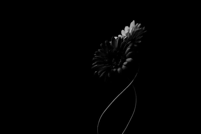 black flowers by Peter Abbes