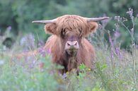 Schotse Hooglander van Karin van Rooijen Fotografie thumbnail