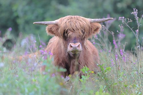 Scottish Highlander
