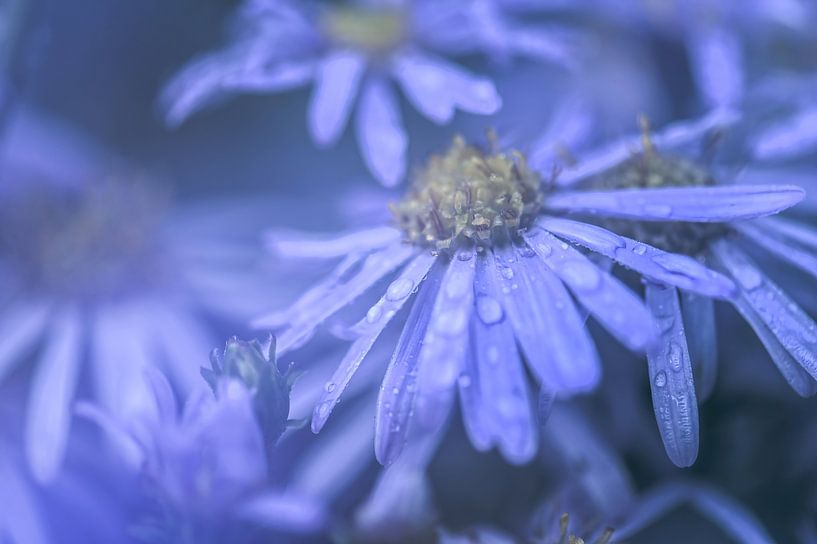 Blumen Teil 351 von Tania Perneel