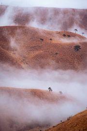 Nebel in den Bergen von Wugong von Niek Wittenberg
