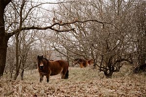 Chevaux sauvages sur Chantal de Graaff