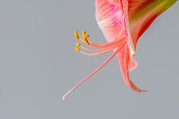 Silhouette of the Amaryllis and its stamens - Amaryllidaceae