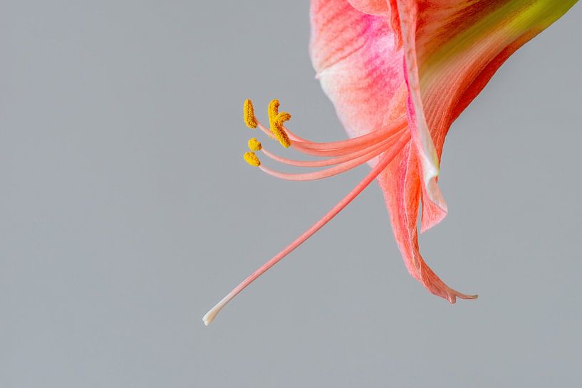 Silhouette of the Amaryllis and its stamens - Amaryllidaceae by Rob Smit