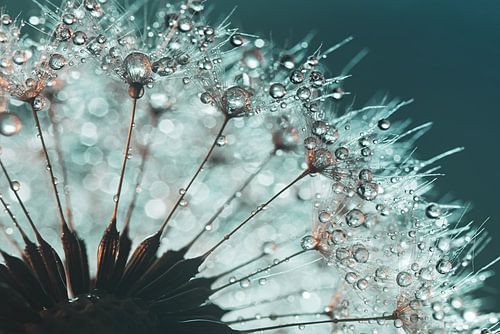 Druppels op een stukje paardenbloem (turqouise)